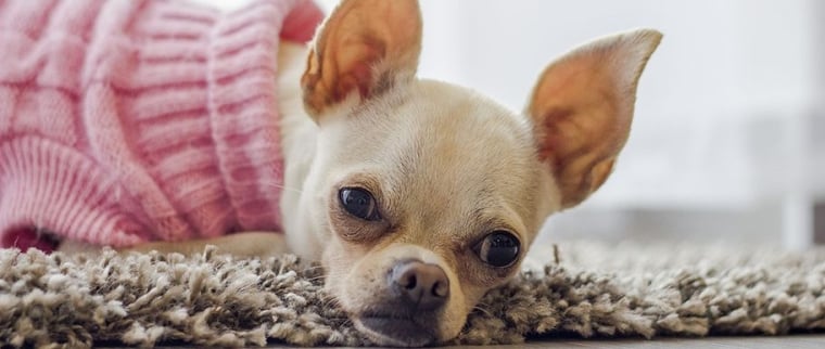 Adopter un chihuahua